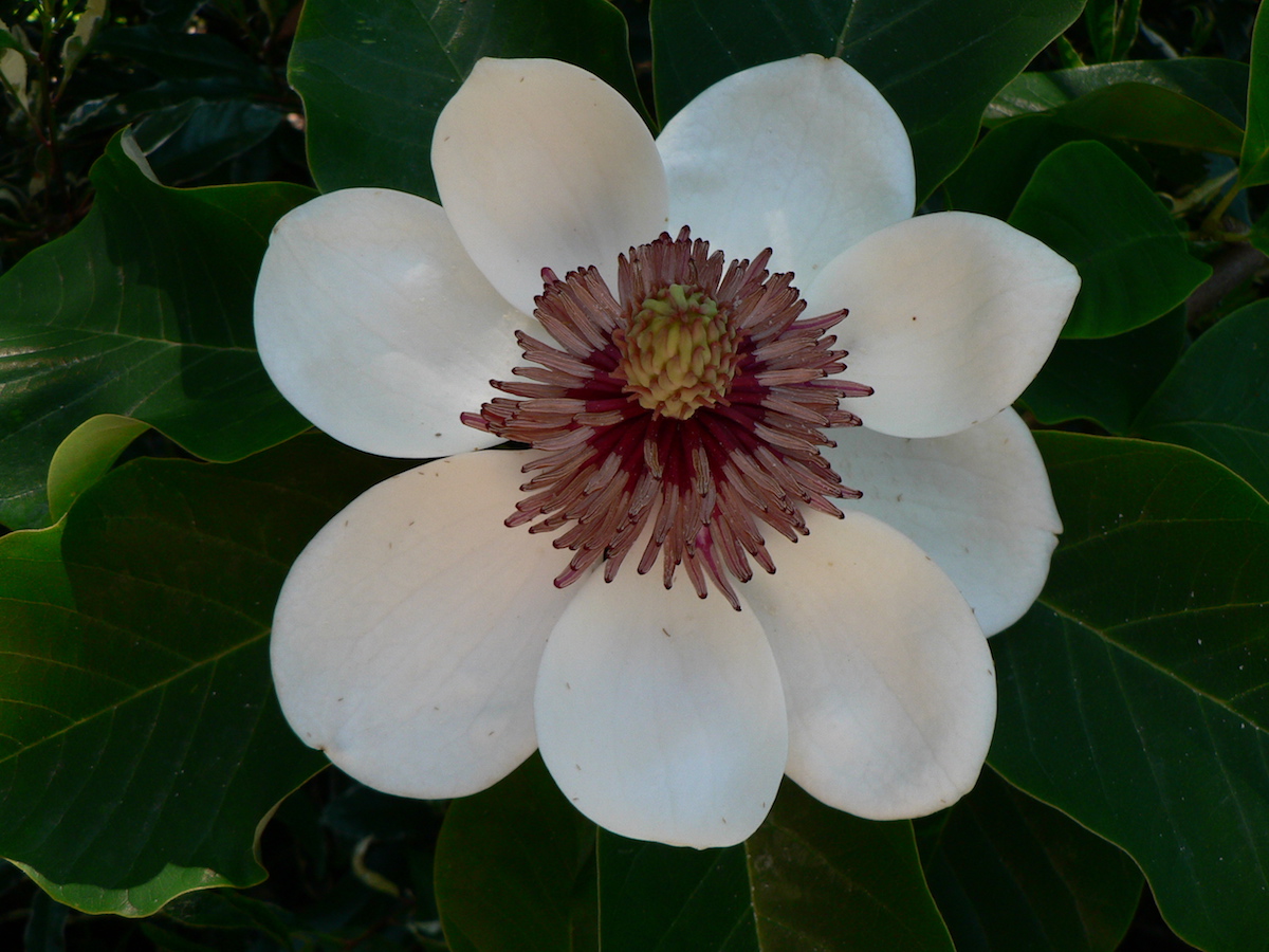 x wieseneri